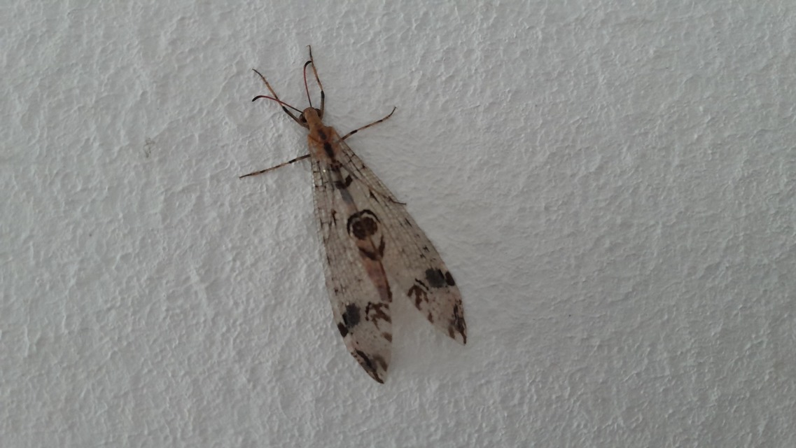 Dendroleon pantherinus - párducfoltos hangyaleső