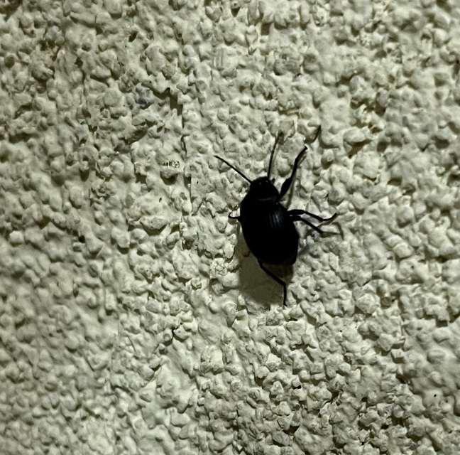 Accanthopus velikensis