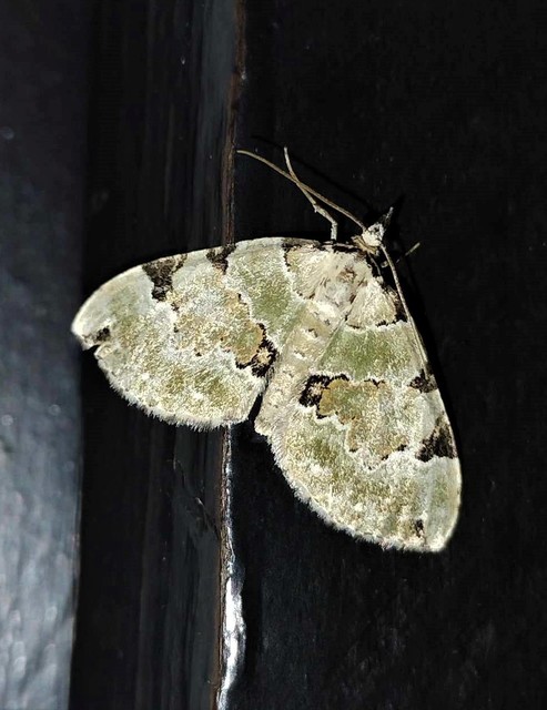 Colostygia pectinataria - zöld levélaraszoló