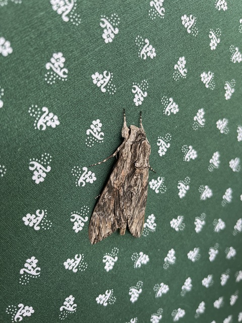 Agrius convolvuli - szulákszender