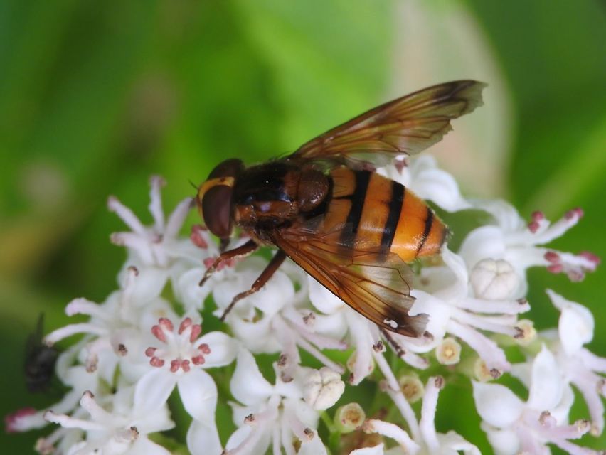 Volucella inanis - háromöves pihelégy