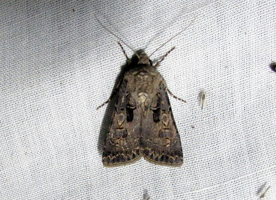Agrotis bigramma - kétjegyű földibagoly