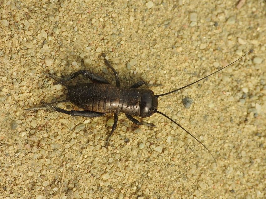 Gryllus campestris - mezei tücsök