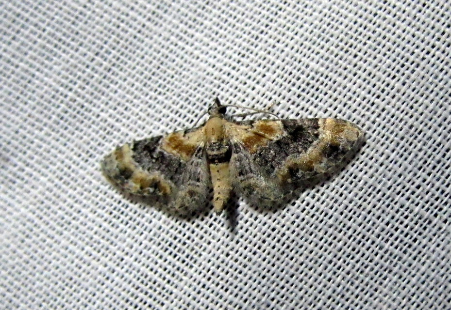 Eupithecia linariata - vonalas törpearaszoló