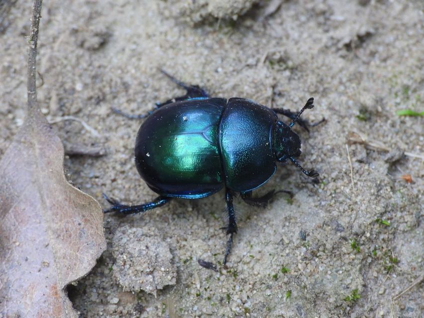 Trypocopris vernalis - tavaszi álganéjtúró