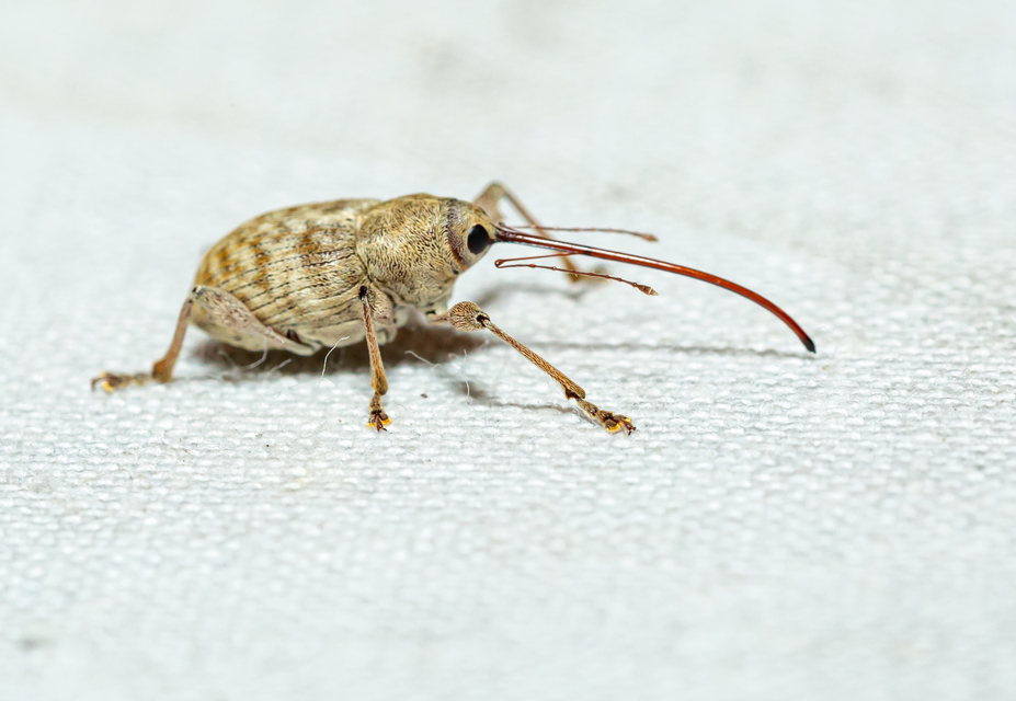 Curculio elephas - gesztenyezsuzsóka