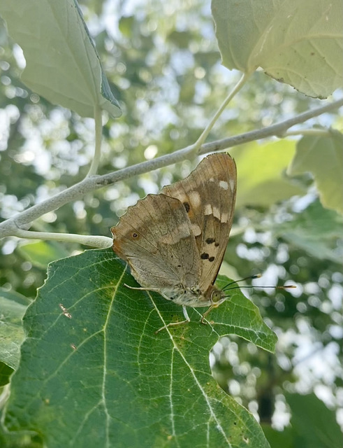 Apatura ilia - kis színjátszólepke