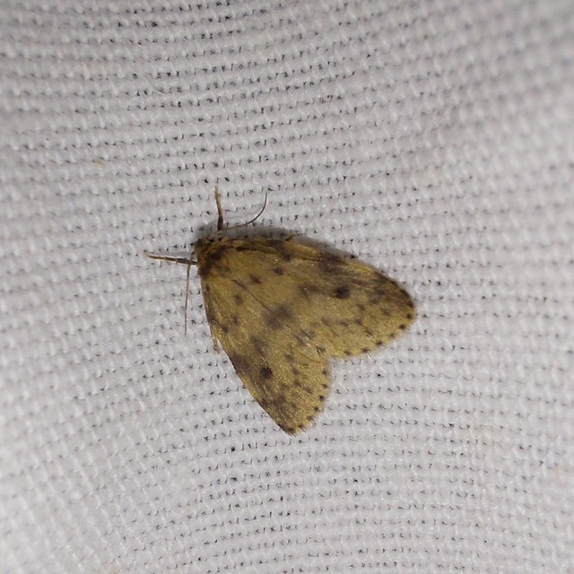 Thumata senex - mocsári medvelepke