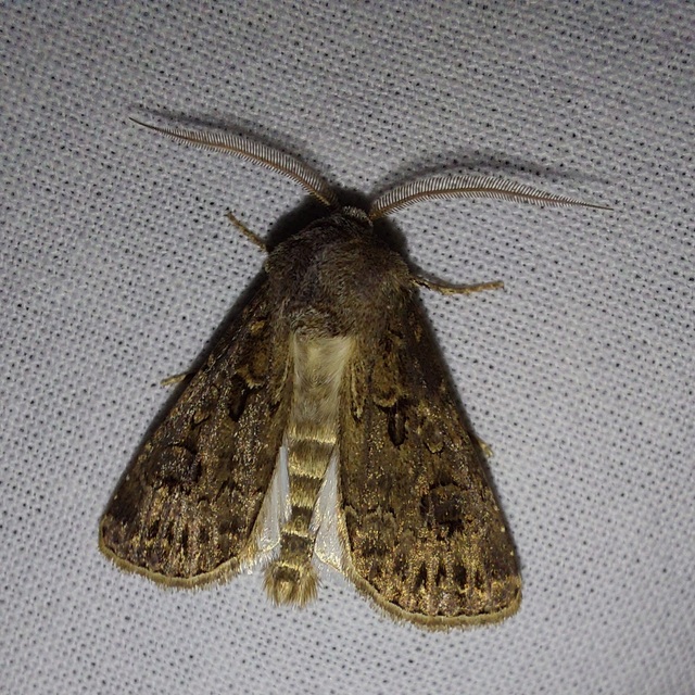 Agrotis bigramma - kétjegyű földibagoly