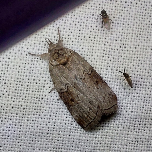 Nycteola asiatica - nyárfa-trapézbagoly