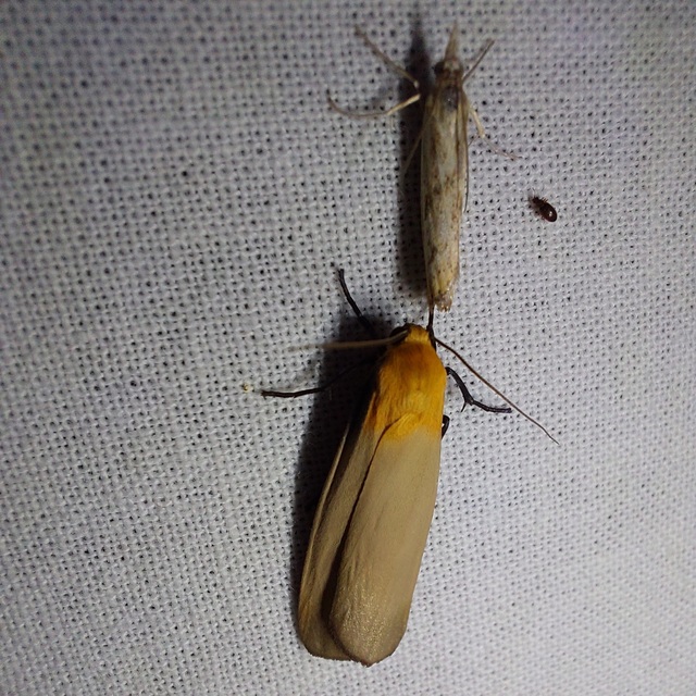 Lithosia quadra - négypettyes zuzmószövő
