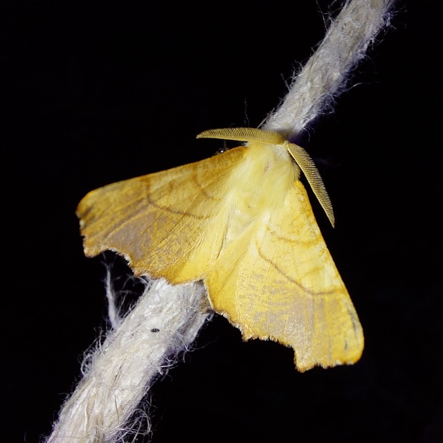 Ennomos fuscantaria - kőris-levélaraszoló