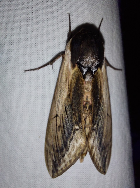 Sphinx ligustri - fagyalszender