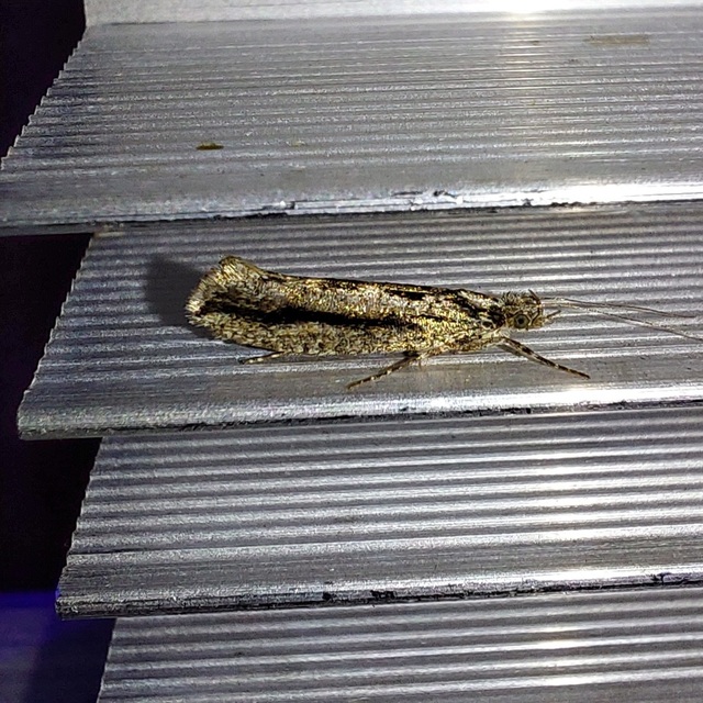 Ypsolopha vittella - füstös tarkamoly