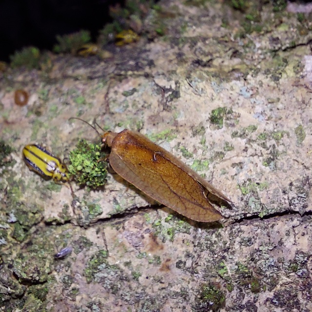 Drepanepteryx phalaenoides