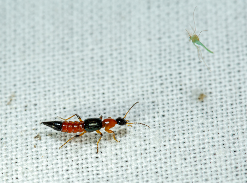 Paederus