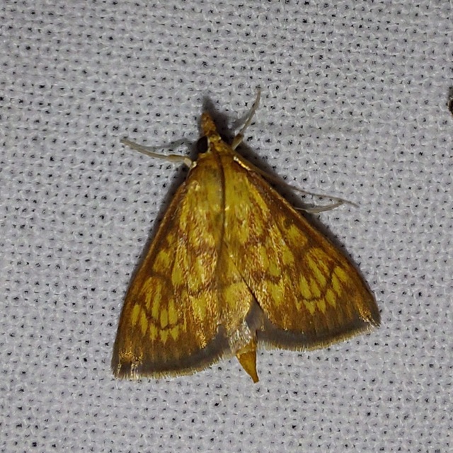 Ecpyrrhorrhoe rubiginalis - rozsdavörös tűzmoly