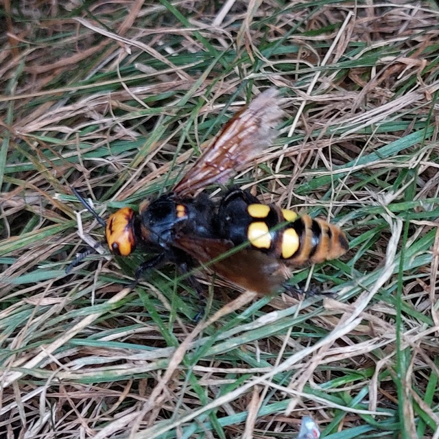 Megascolia maculata - óriás-tőrösdarázs