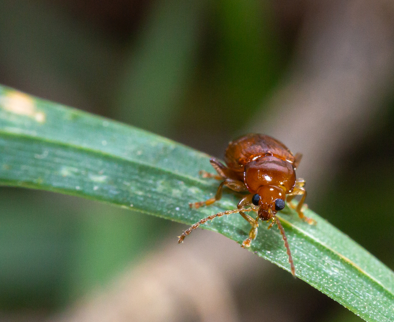 Neocrepidodera