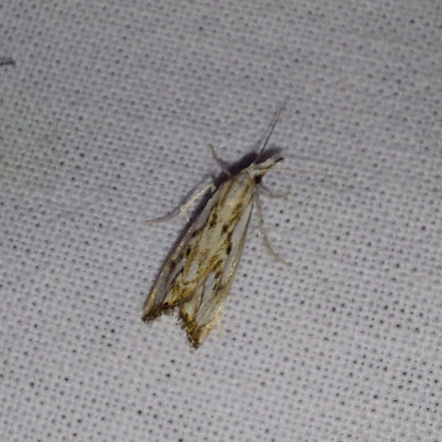 Catoptria falsella - hálós fűgyökérmoly