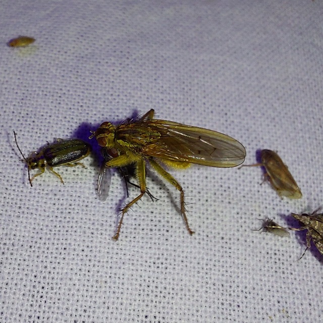 Scathophaga