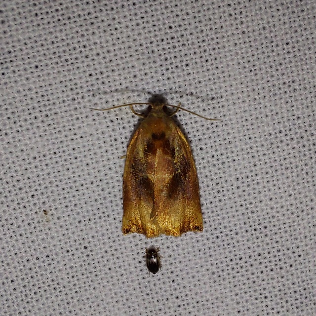 Archips podana - dudvarágó sodrómoly