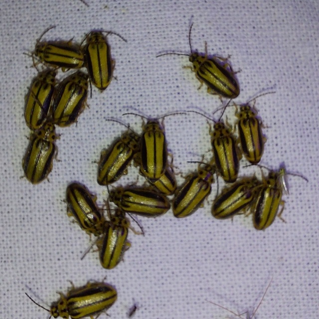 Xanthogalerucella luteola - szilfa-olajosbogár