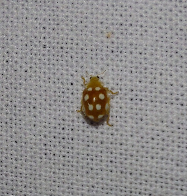 Vibidia duodecimguttata - tizenkétcseppes füsskata