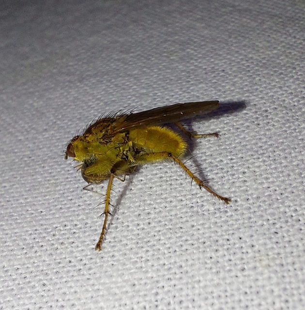 Scathophaga stercoraria - közönséges trágyalégy