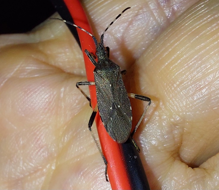 Dicranocephalus