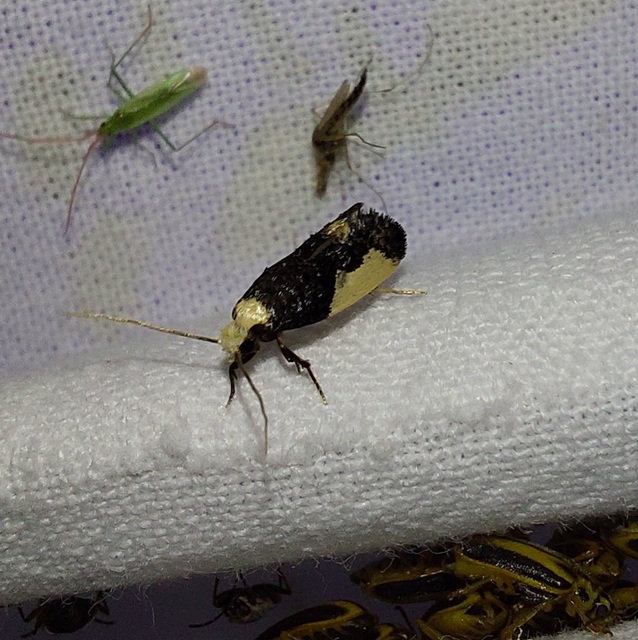 Monopis monachella - apácamoly