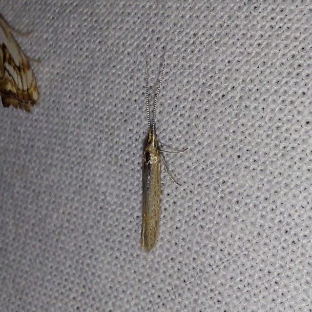 Coleophora