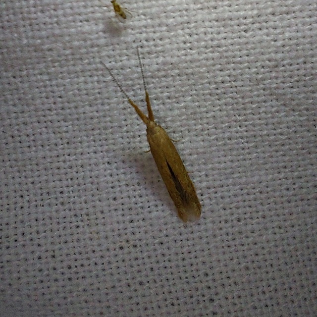 Coleophora