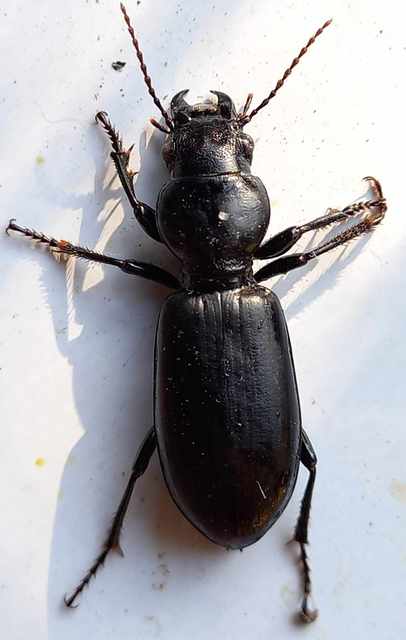 Broscus cephalotes - busafutó