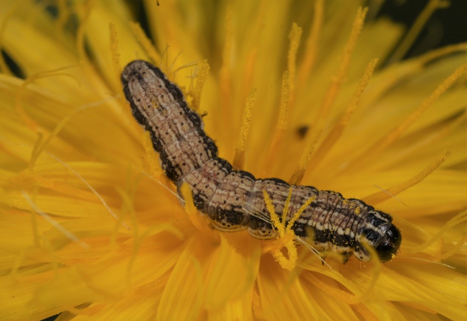 Schinia cognata - nyúlparéj-nappalibagoly