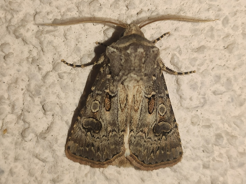 Agrotis bigramma - kétjegyű földibagoly