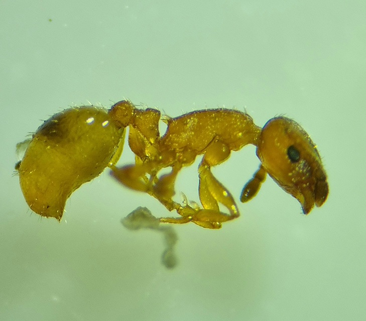 Temnothorax unifasciatus - gyűrűs kéreghangya