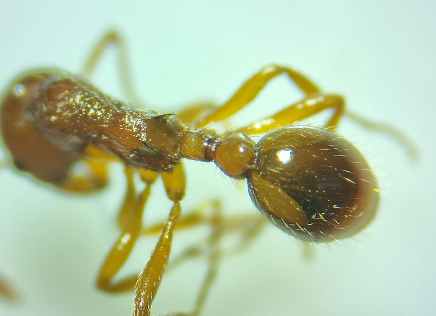 Myrmica rubra - közönséges bütyköshangya