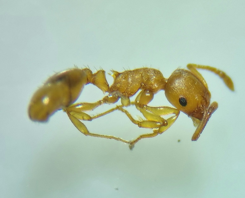 Temnothorax crassispinus - gubacslakó kéreghangya