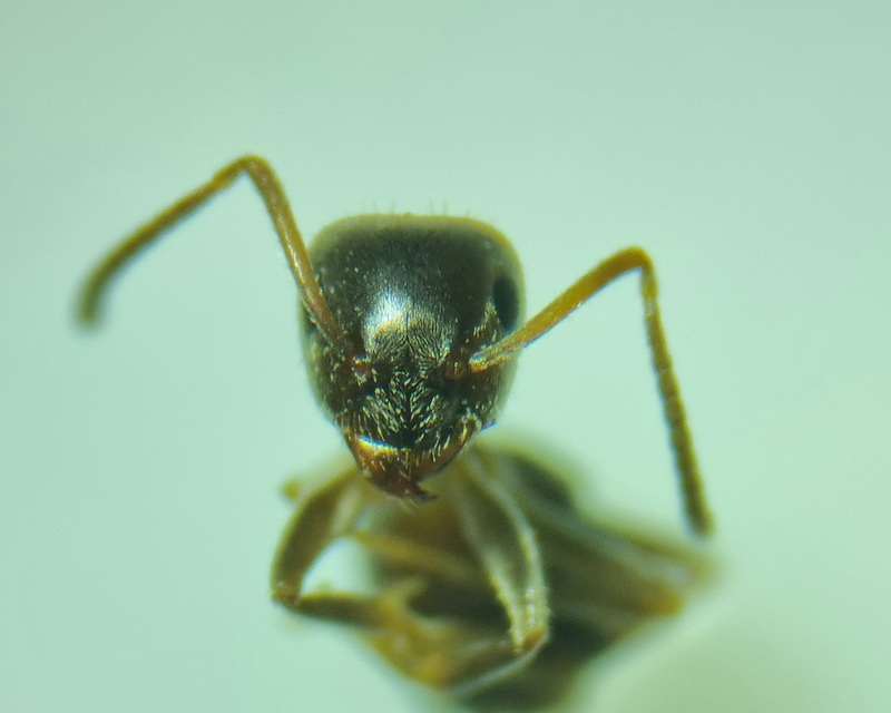 Lasius alienus - kövi feketehangya