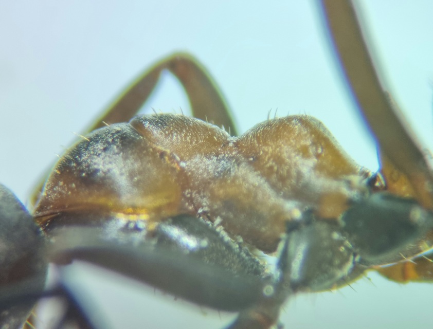Formica rufibarbis - vörös rabszolgahangya