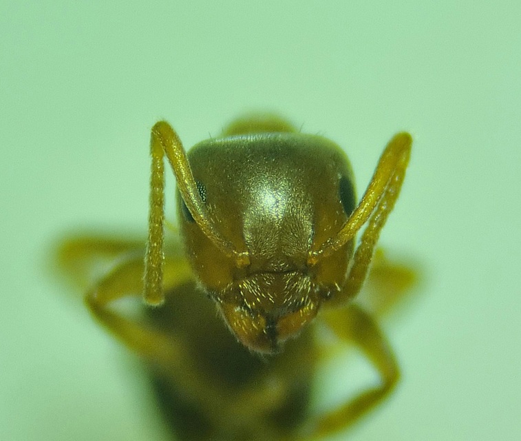 Lasius brunneus - rozsdáshátú feketehangya