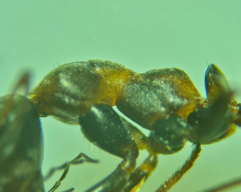 Formica cunicularia - gyakori rabszolgahangya