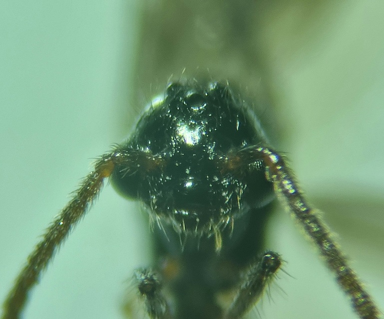 Myrmecina graminicola - ráncoshangya