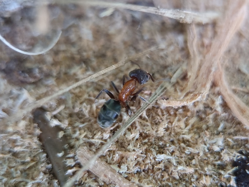 Liometopum microcephalum - tölgyfahangya