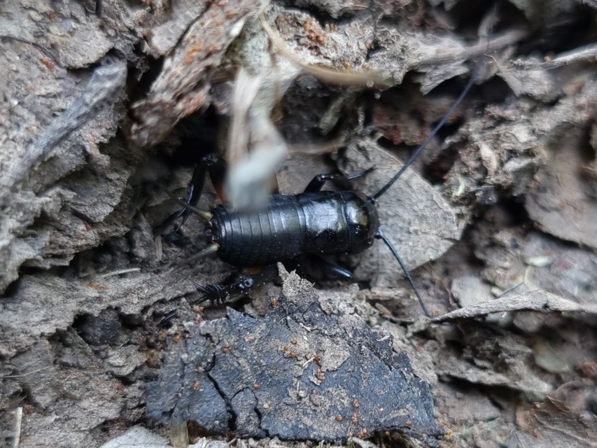 Gryllus campestris - mezei tücsök