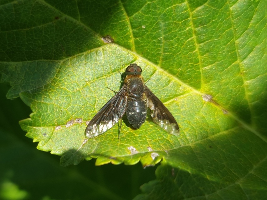 Hemipenthes velutina - bársonyos gyászlégy