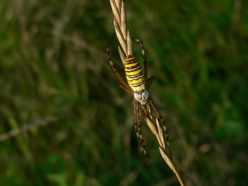 Argiope bruennichi - darázspók