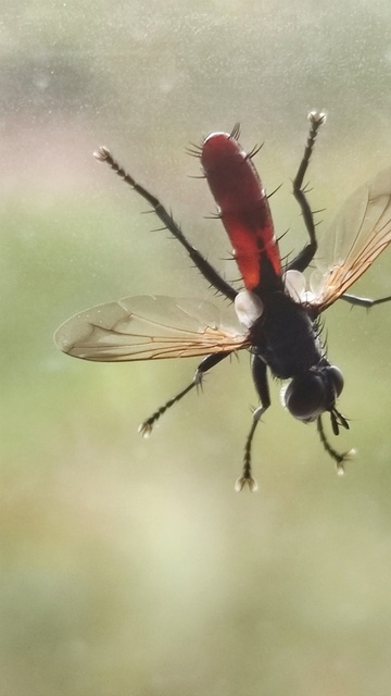 Cylindromyia bicolor