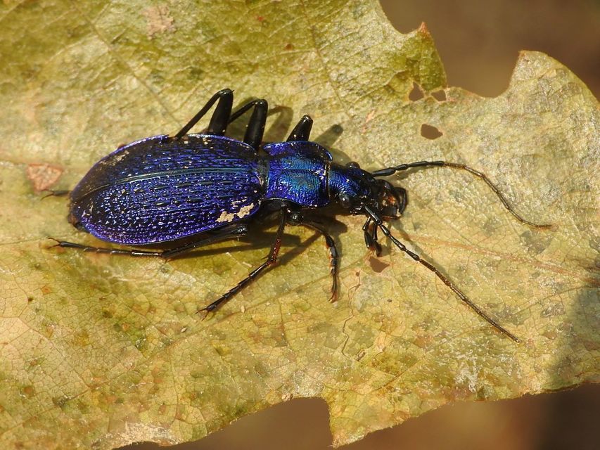 Carabus intricatus - kék laposfutrinka Carabus intricatus - kék laposfutrinka